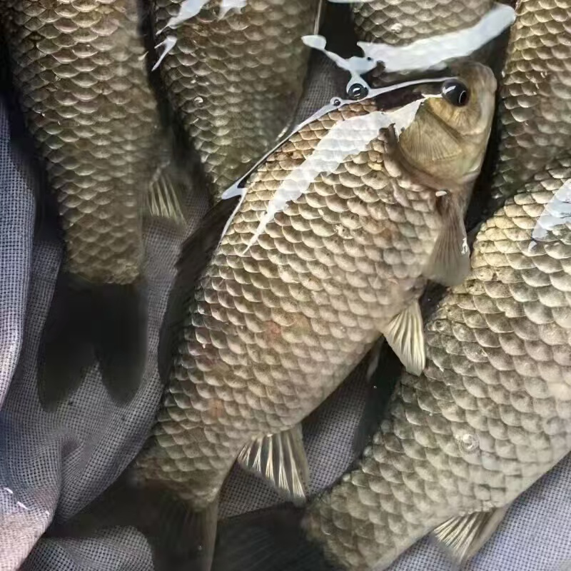 北京淡水鲈鱼养殖成本有哪些