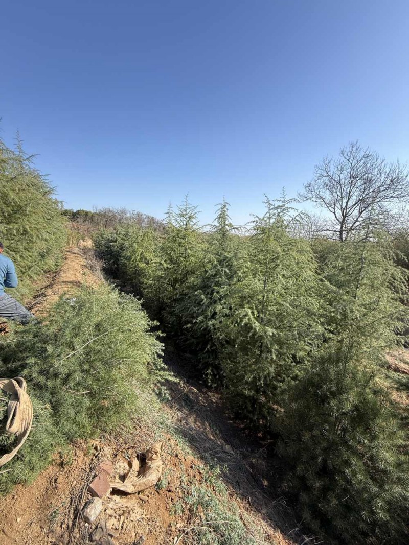 雪松的栽培和养护管理技术有哪些-- 安阳龙泉登科园林苗圃基地