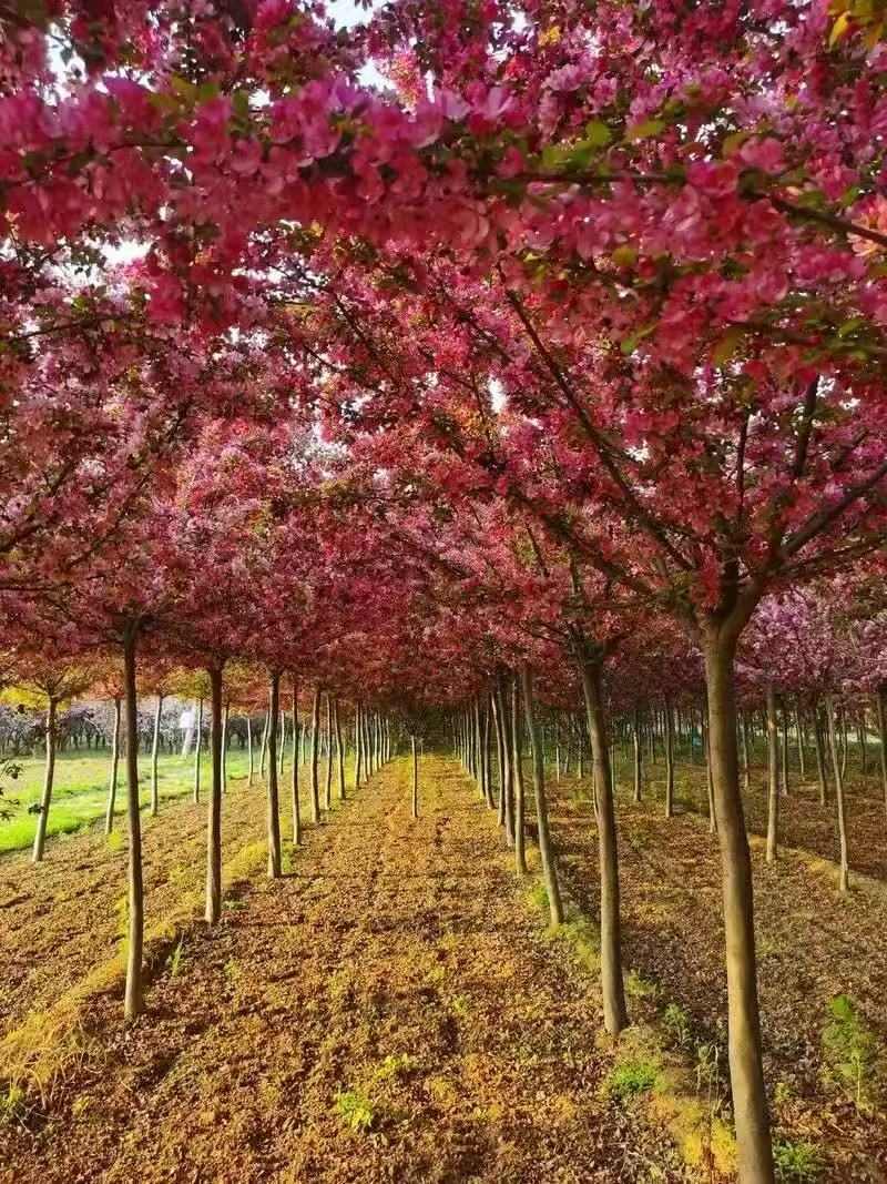 海棠树什么时候开花-- 安阳龙泉登科园林苗圃基地