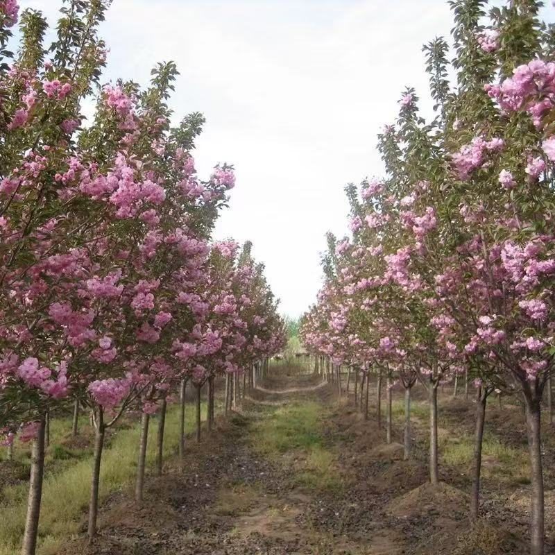 樱花树苗什么时候种植比较好-- 安阳龙泉登科园林苗圃基地