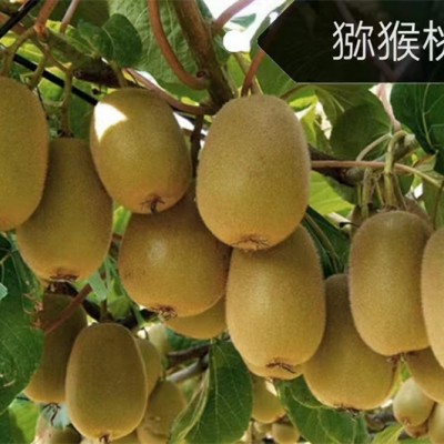 北京猕猴桃苗适宜在什么时候定植合适