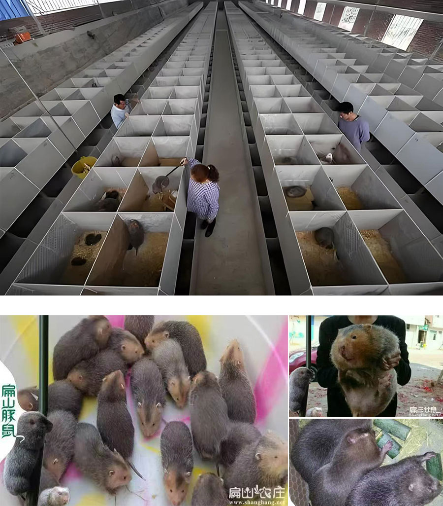 福建扁山竹鼠公司简介