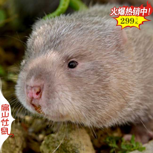 福建扁山竹鼠