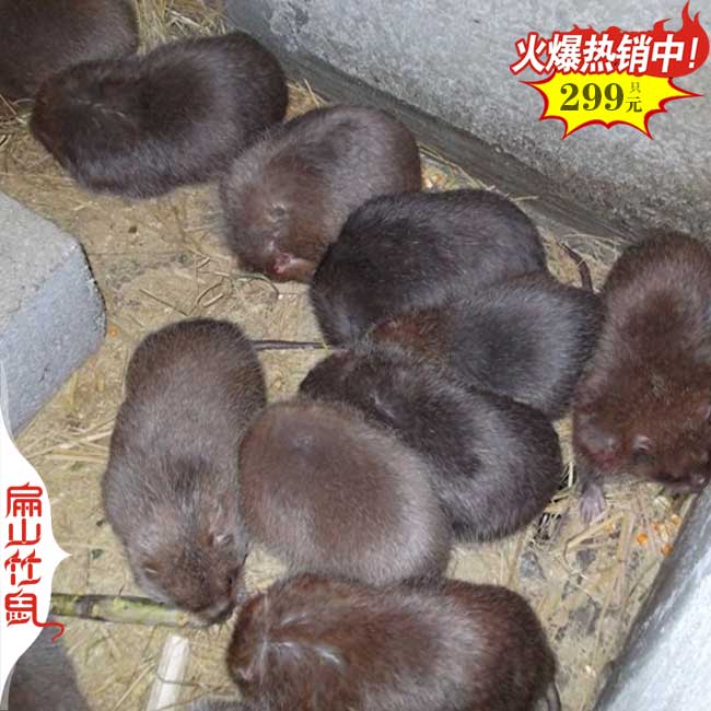 福建银星扁山竹鼠