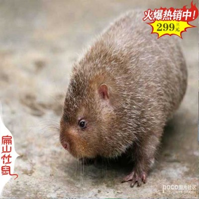 福建中华竹鼠种苗 FuJian竹鼠养殖基