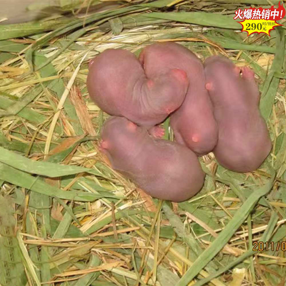 福建扁山竹鼠