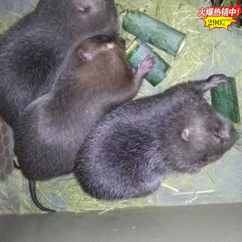 三明扁山竹鼠