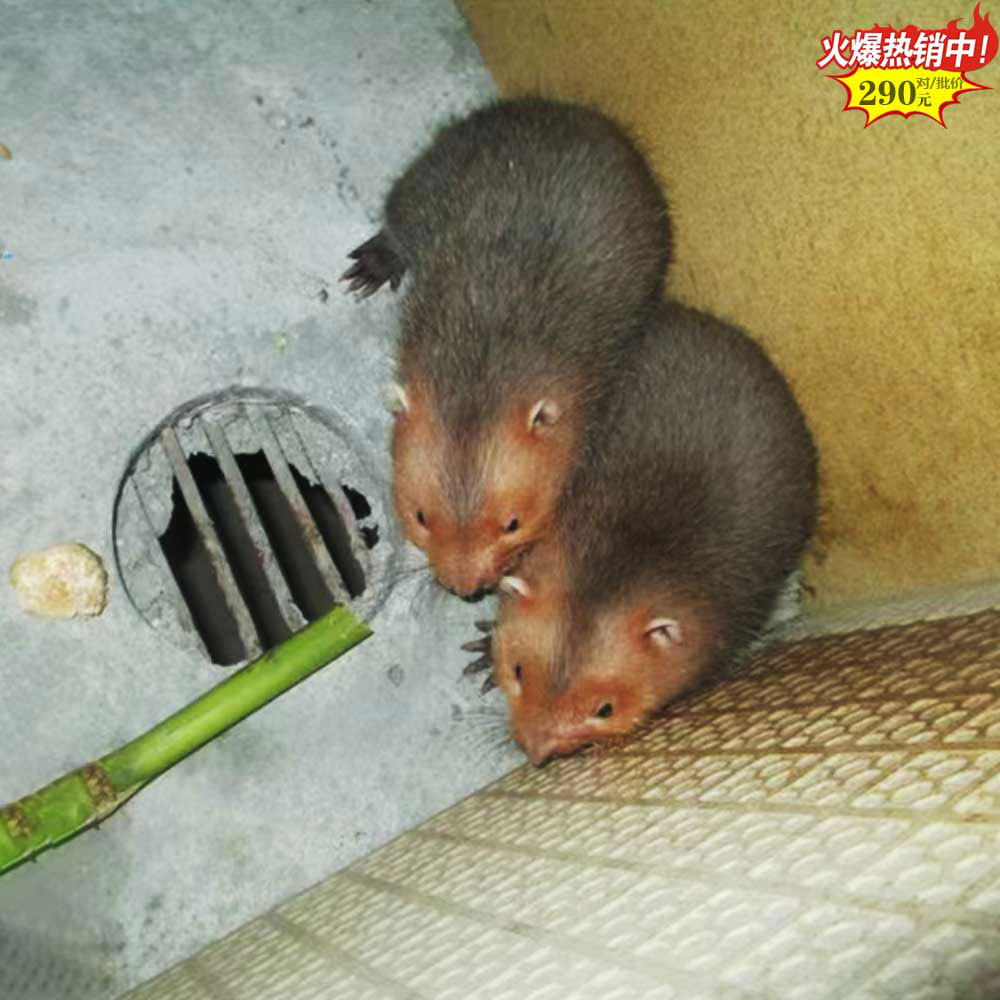三明红颊竹鼠