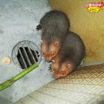 福建100对大型竹鼠基地 三明竹鼠养殖