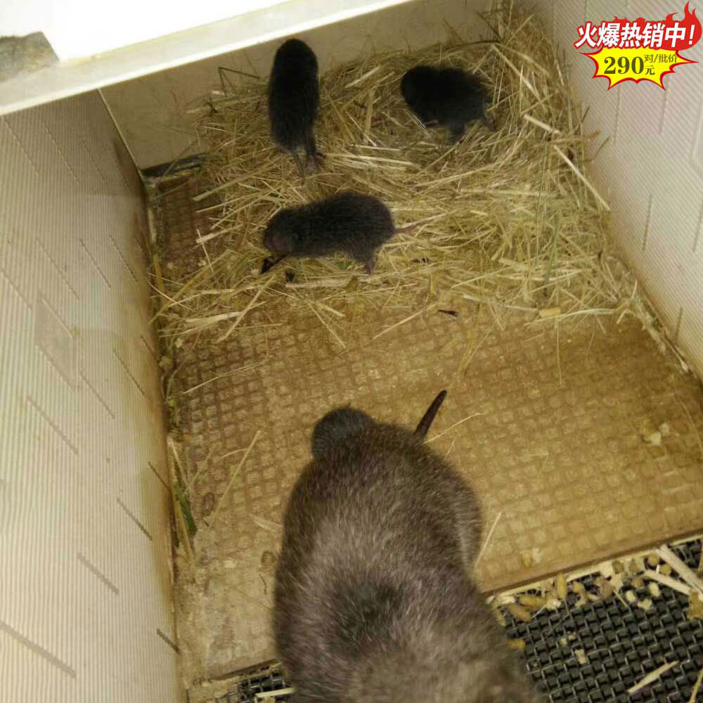 南平扁山竹鼠养殖