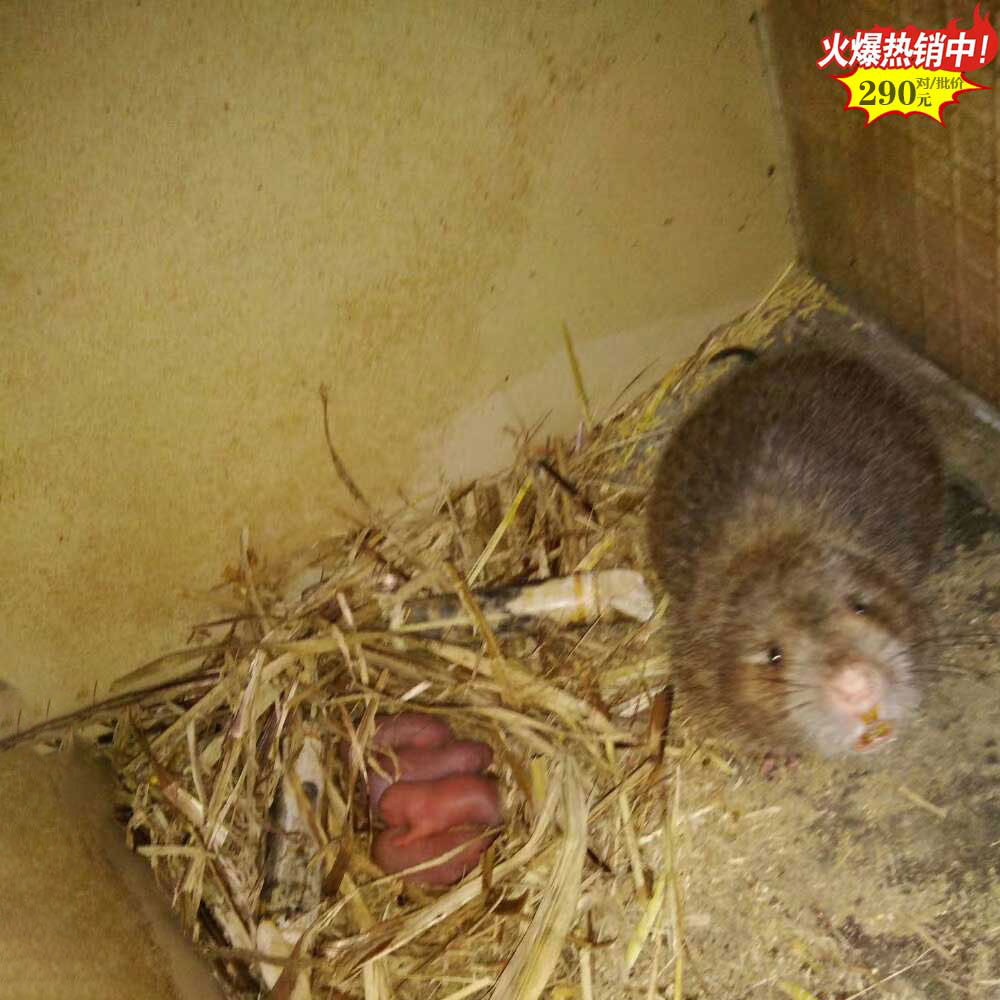 2025南平标准竹鼠养殖基地品种红颊中华 299元/对批发价