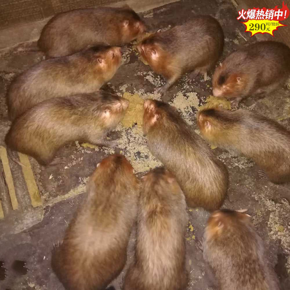 福建50对竹鼠种苗 宁德红颊中华竹鼠养殖场 1公1母