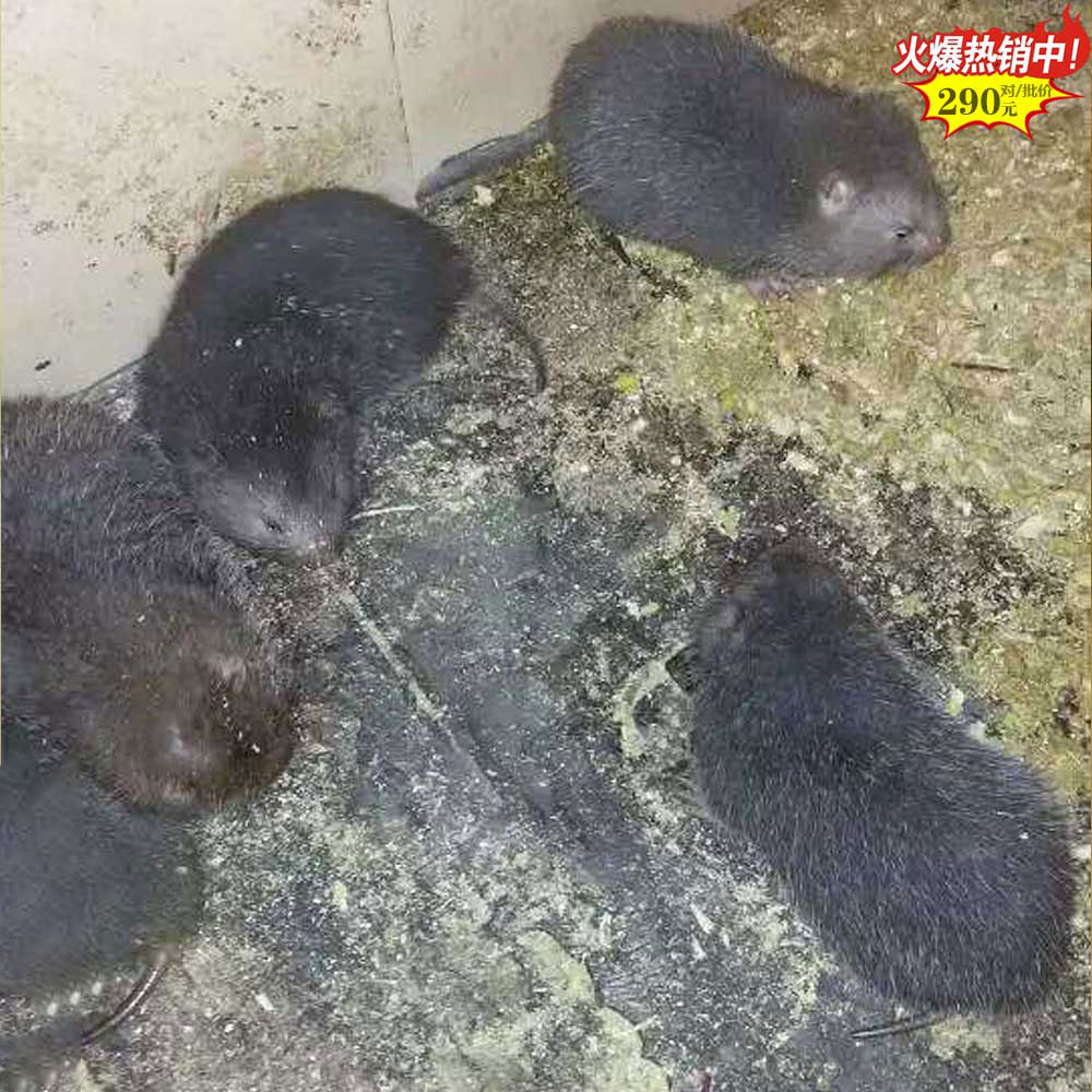 泉州大型竹鼠养殖基地 泉州100对规模竹鼠养殖场2025年