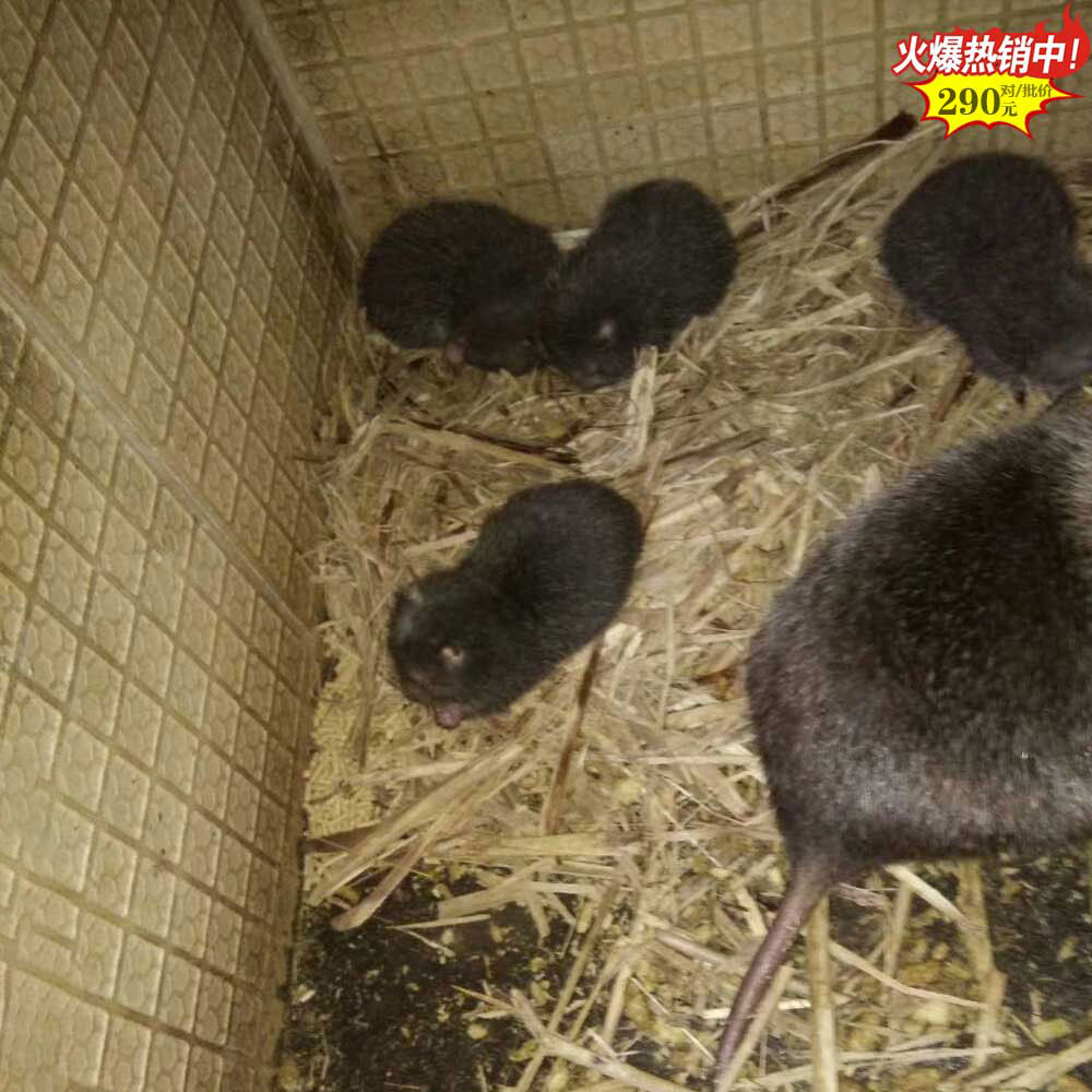 漳州扁山竹鼠