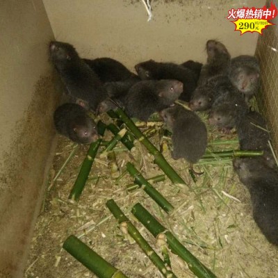 福建漳州大型竹鼠养殖基地、一只一斤