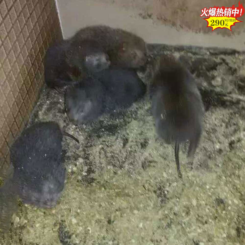 福建扁山竹鼠公司简介