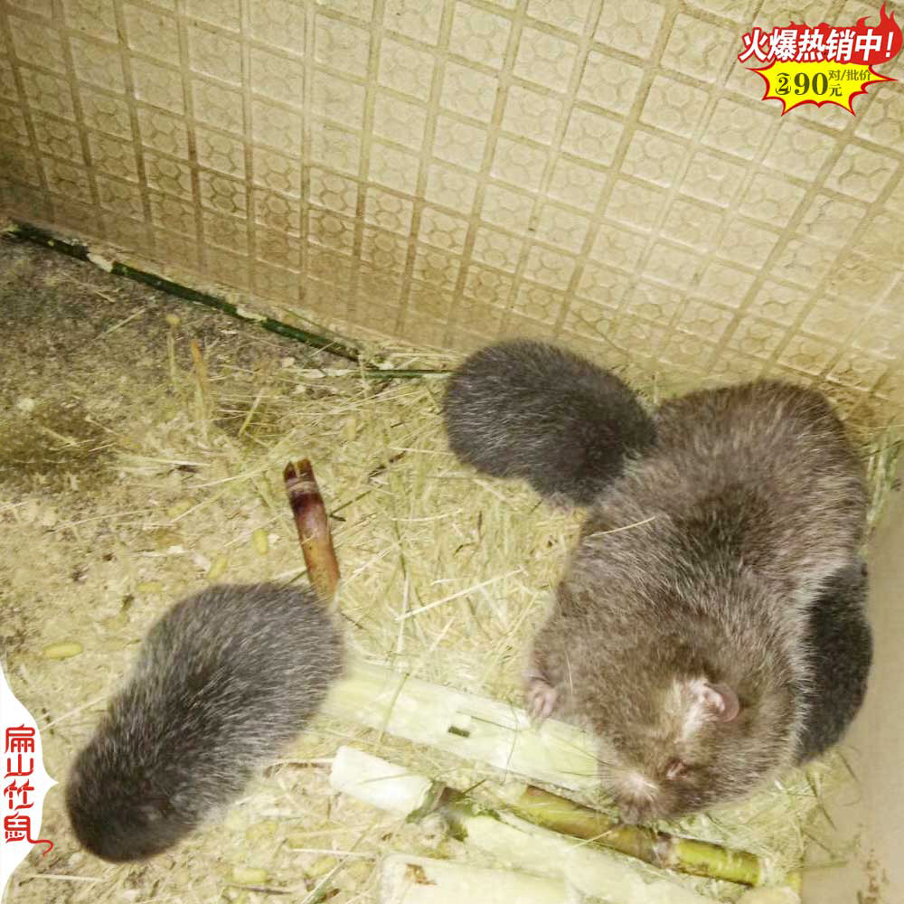 益阳968对中华红颊竹鼠养殖基地 电话包销路 竹鼠种苗