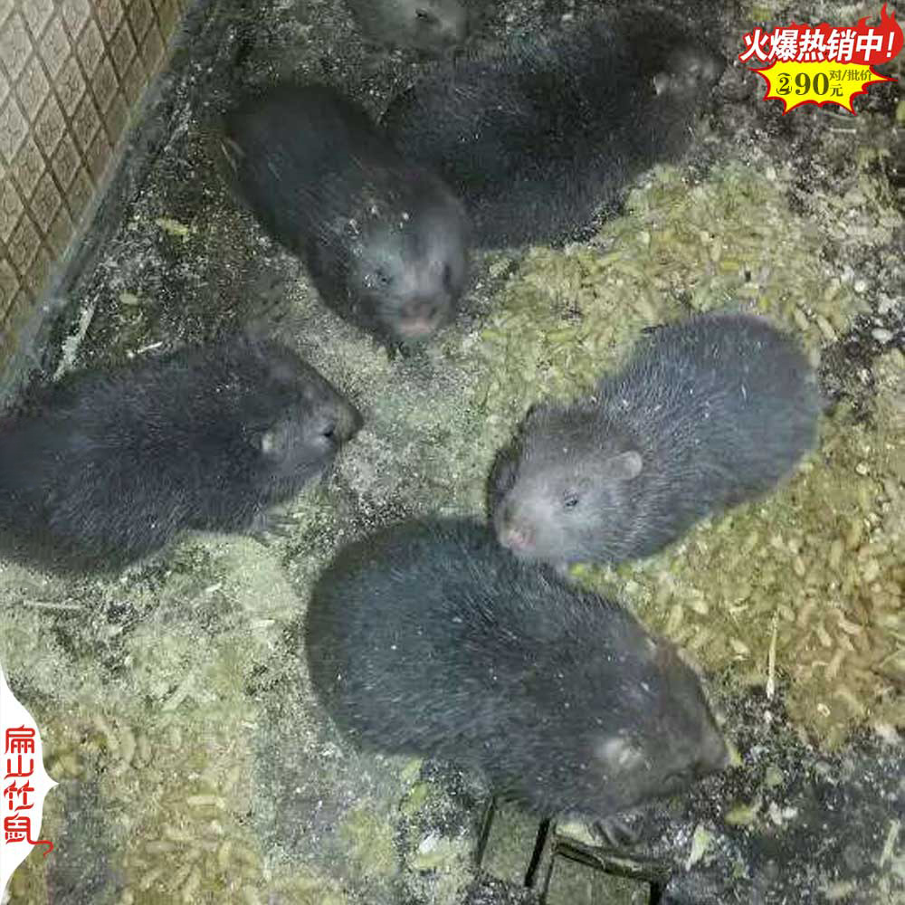 常德想养殖竹鼠的请进入 微信BSNZ0597 常德竹鼠种苗场