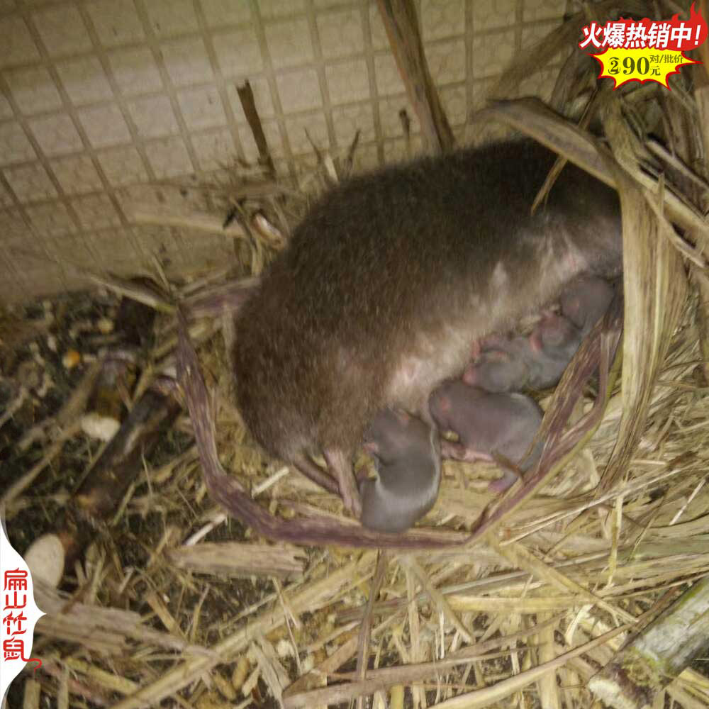 郴州大型规模竹鼠养殖场 红颊中华种苗种苗销路100-200对