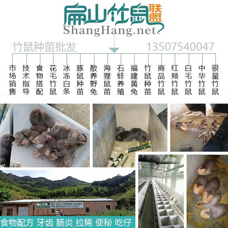 宁德银星扁山竹鼠