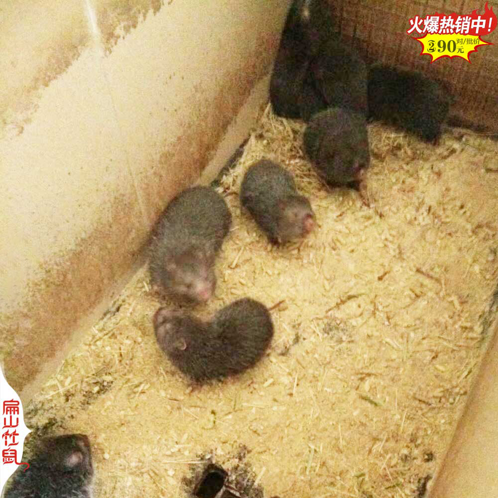 泉州大型竹鼠养殖基地 泉州100对规模竹鼠养殖场2025年