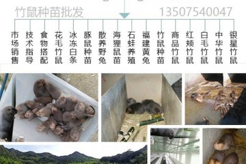 上杭县龙美家庭农场