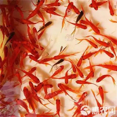 北京鲤鱼苗热销中！抗病性强+成活率9