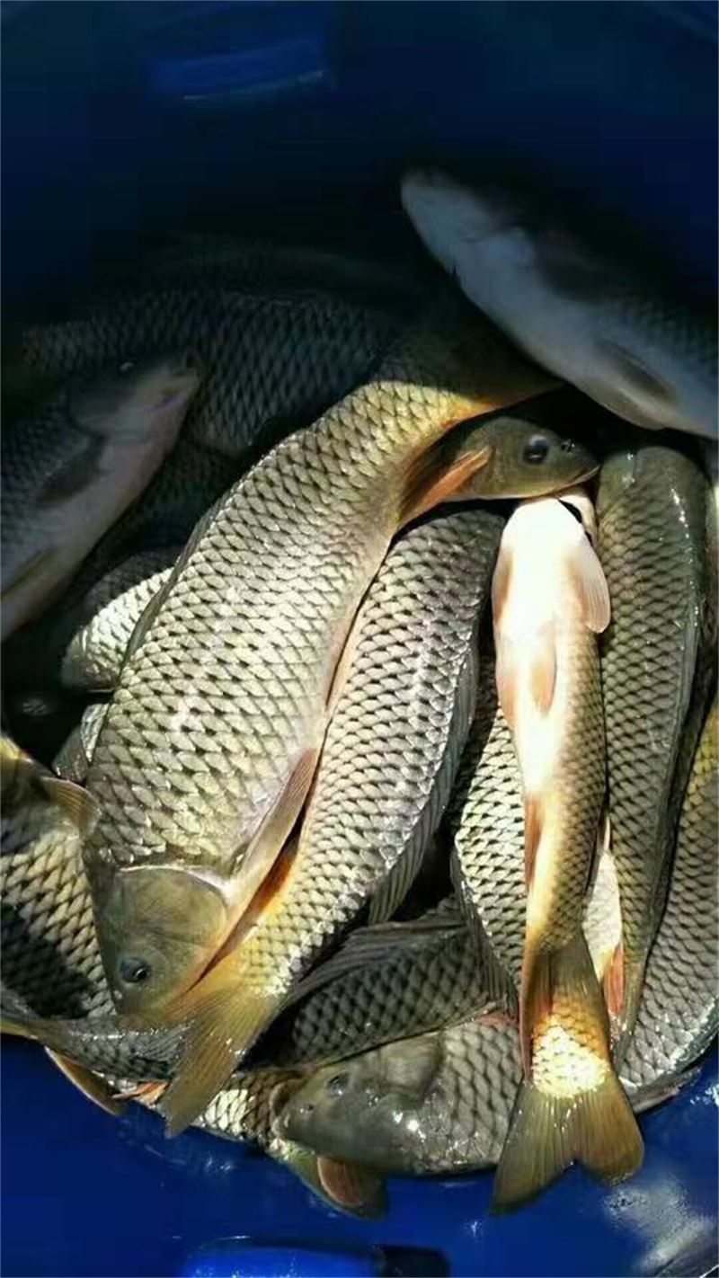 上海淡水鱼苗，优质养殖好选择-- 上海青浦区淀山湖淡水养殖场