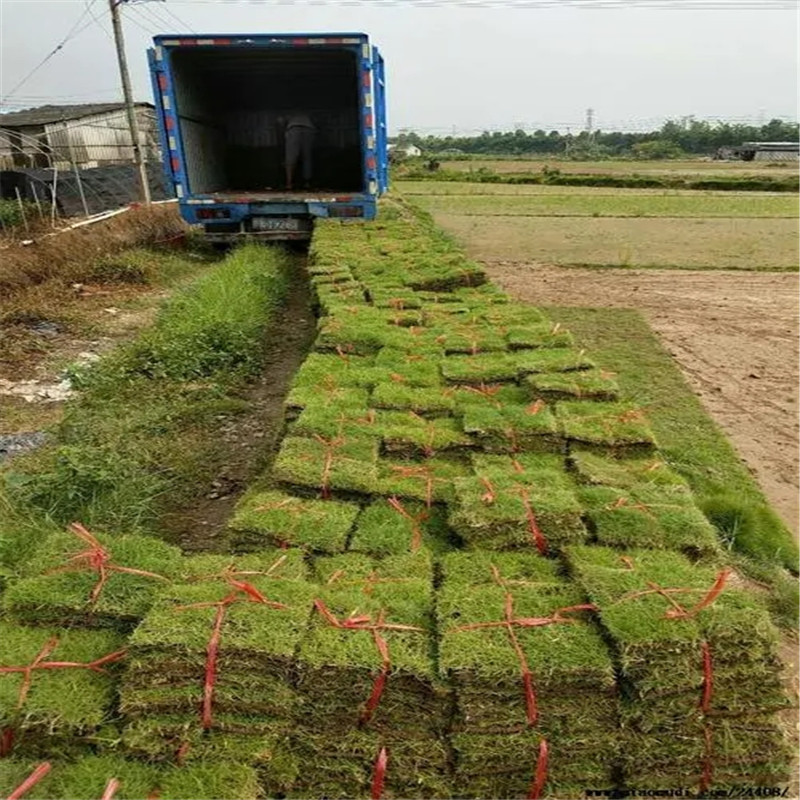 海南草皮：绿动全岛，绘就生态画卷