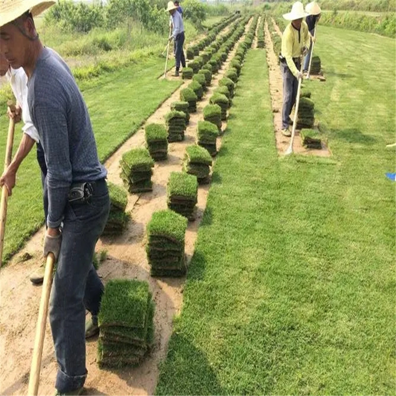 海口草坪：绿意盎然，打造惬意休闲地