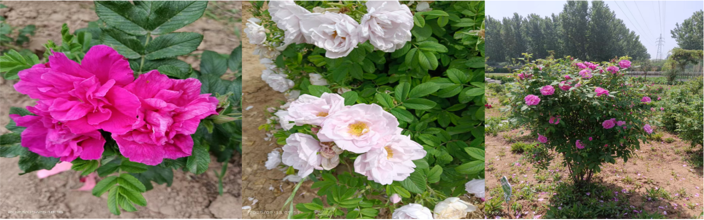 平阴县丰果玫种植园 