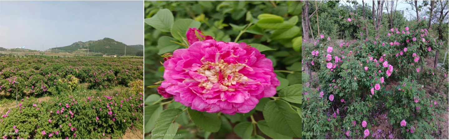 平阴县丰果玫种植园 
