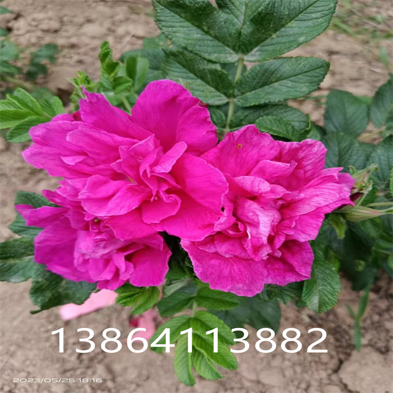 平阴丰花玫瑰：绽放的浪漫与芬芳-- 平阴县丰果玫种植园 