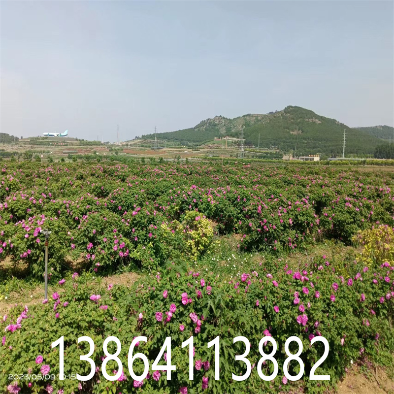 平阴一号玫瑰：独领风骚的玫瑰精品-- 平阴县丰果玫种植园 
