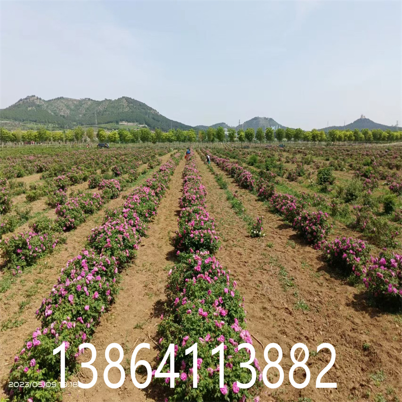 平阴开心果小苗：种下希望，收获快乐-- 平阴县丰果玫种植园 