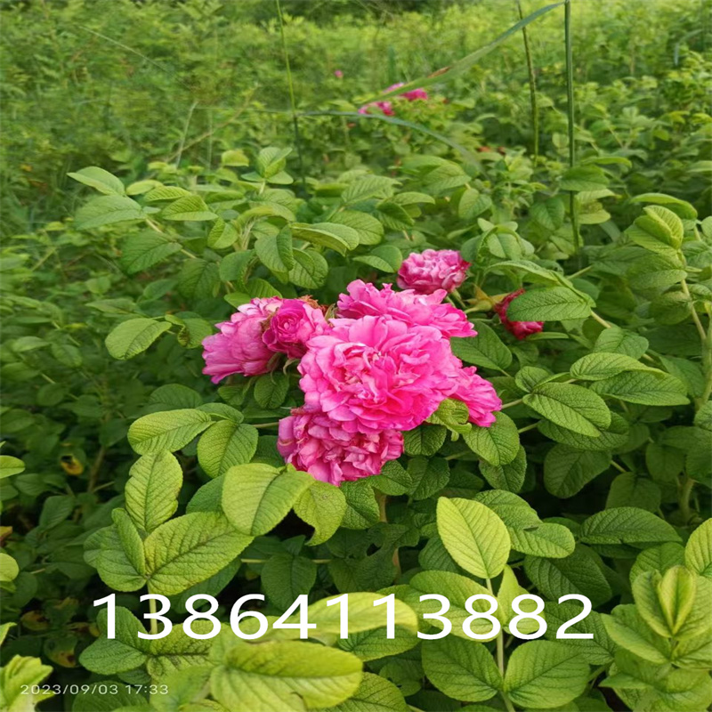 探秘平阴丰花玫瑰：繁花似锦的秘密-- 平阴县丰果玫种植园 