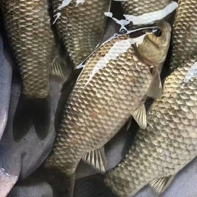 北京鱼苗精选，优质品种畅游水世界