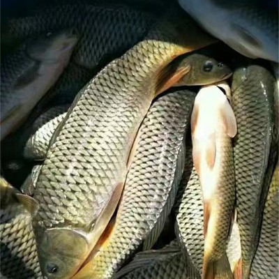 上海魚(yú)苗選購(gòu)指南：優(yōu)質(zhì)品種怎么挑