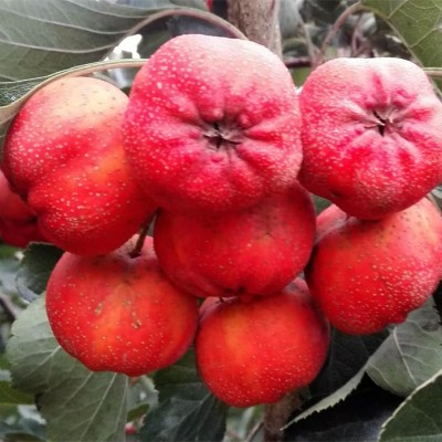 北京果樹品種全，四季果香滿園飄