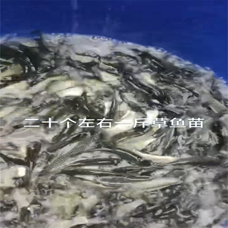 乐山放生鱼种，共筑和谐水世界