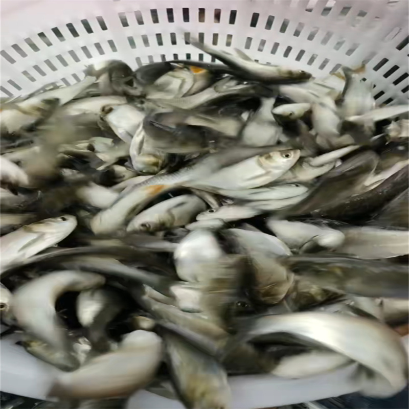 乐山观赏鱼美，点缀生活添雅趣