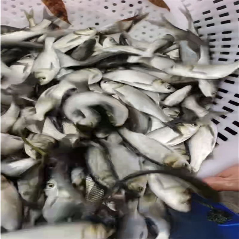 乐山淡水鱼苗，多样选择促繁衍-- 乐山鱼苗养殖专业合作社