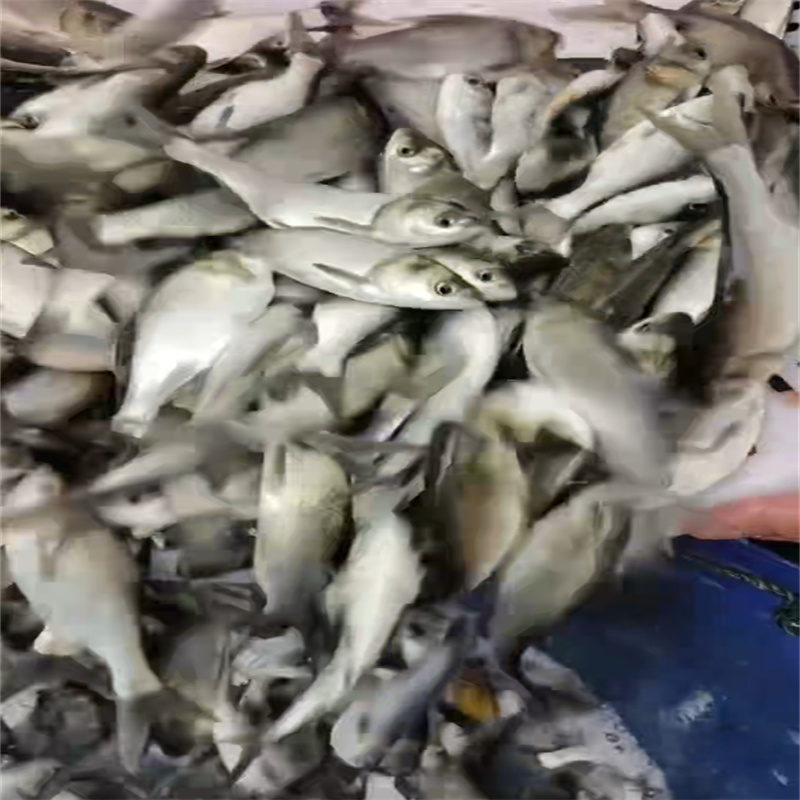 乐山鱼苗供应，助力水域生态平衡