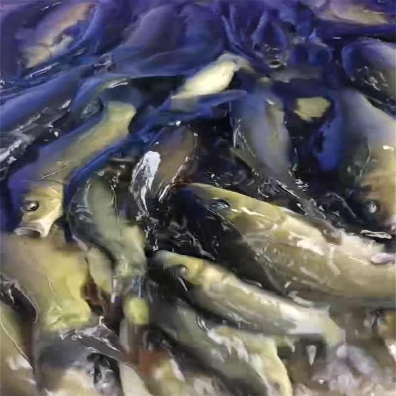 乐山观赏鱼集，缤纷色彩映眼帘