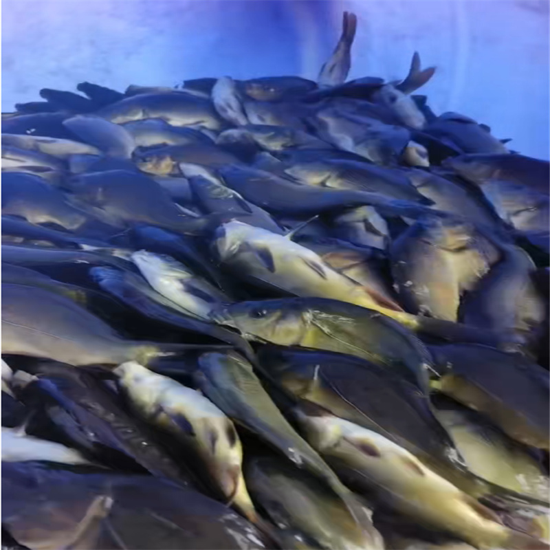 乐山优质鱼苗，繁育健康水生灵