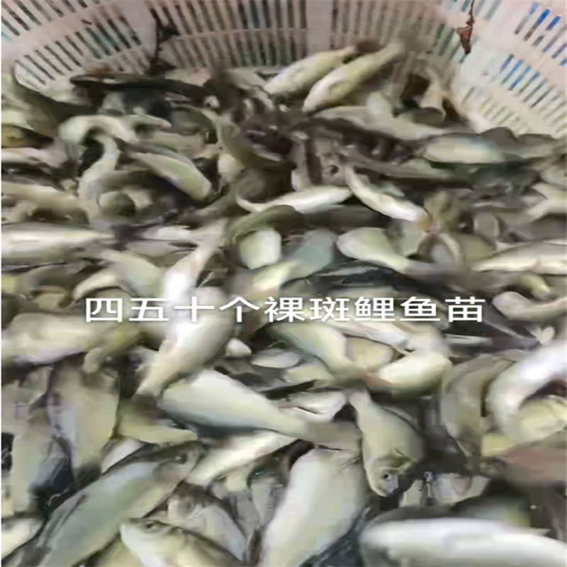 乐山淡水佳鱼，生态养殖新选择-- 乐山鱼苗养殖专业合作社