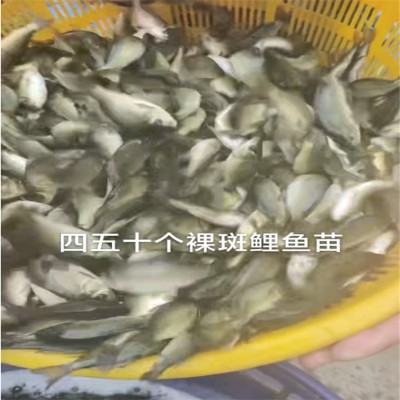 乐山鱼苗鲜活，开启生态养殖路