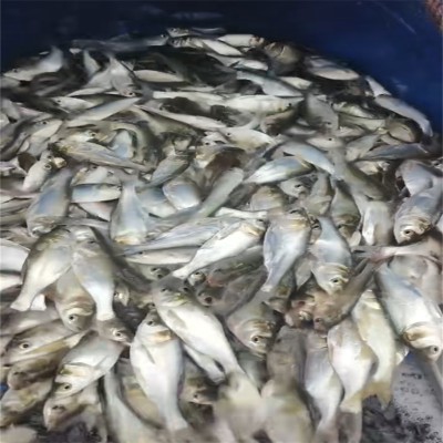 乐山观赏鱼趣，装点生活小确幸