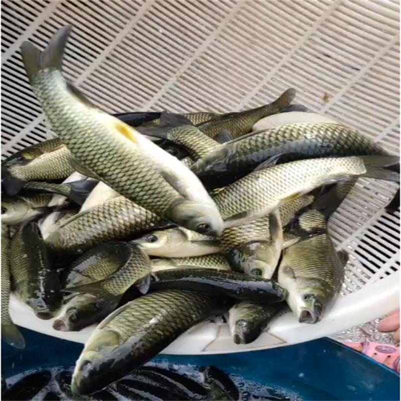 乐山优质淡水鱼苗，养殖优选之品-- 乐山鱼苗养殖专业合作社