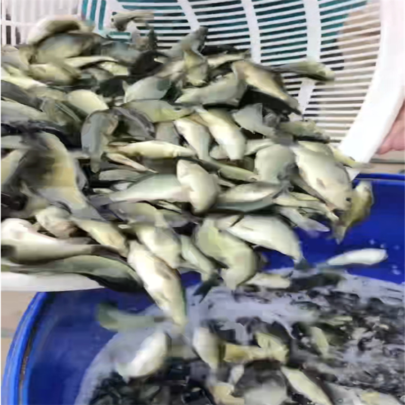 乐山鱼苗多样，满足不同养殖需-- 乐山鱼苗养殖专业合作社